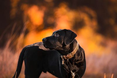 Close-up of dog