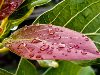 Close-up of raindrops on pink leaves