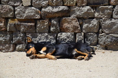 View of a sleeping dog