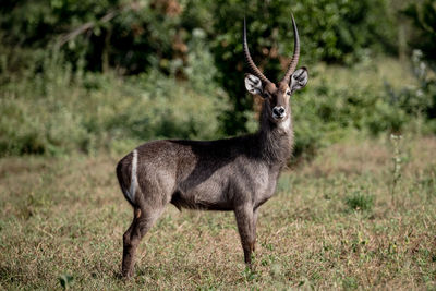 Deer standing in a forest