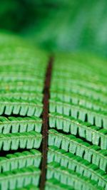 Close-up of leaf