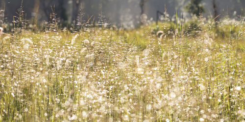 Plants growing on field