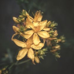 Close-up of yellow flowering plant