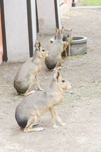 Flock of sheep in a zoo