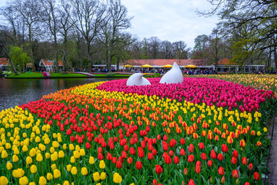 Multi colored tulips in park