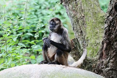 Monkey sitting on rock