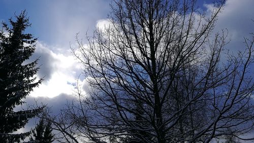 Low angle view of silhouette tree against sky