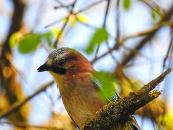 Close-up of bird perching on branch