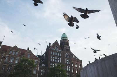 Low angle view of birds flying in sky