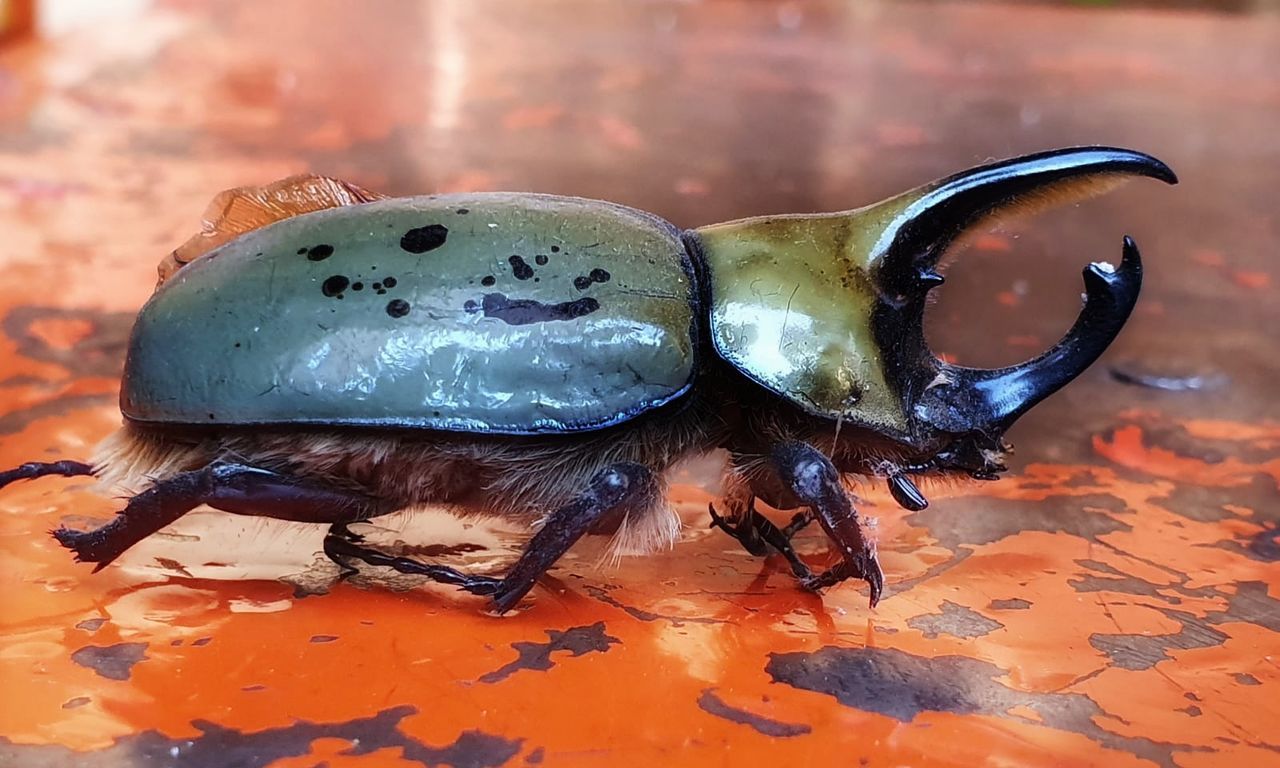 close-up, animal themes, animal, animal wildlife, no people, invertebrate, animals in the wild, focus on foreground, still life, insect, one animal, table, indoors, black color, beetle, nature, day, high angle view