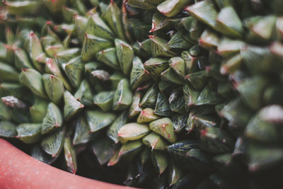 Full frame shot of succulent plant