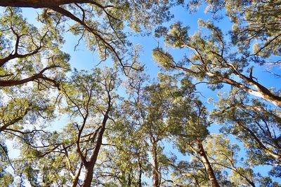 Low angle view of trees against sky
