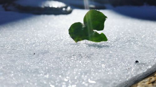 Close up of frost on leaf