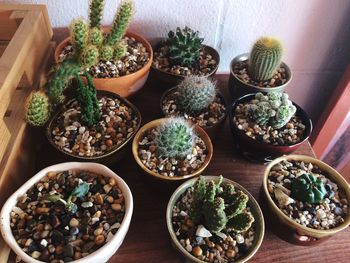 High angle view of potted plants on table