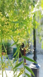 Close-up of plant growing on tree