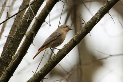 Low angle view of bird perching on branch