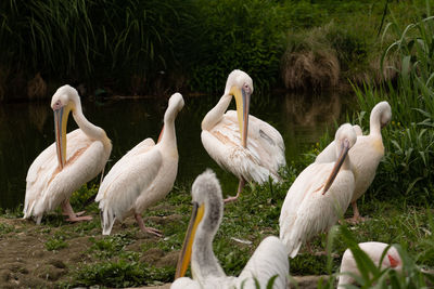 Flock of birds in the lake