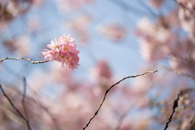 Close-up of pink cherry blossom