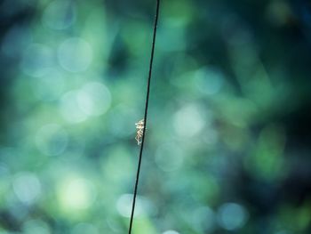 Silhouette photo red ants are climbing vines in a blurred bokeh background.