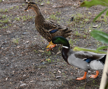 Mallard duck on a field