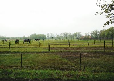 Sheep grazing on field against sky