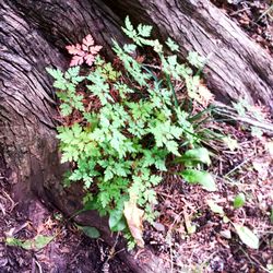 Close-up of plant growing on tree trunk