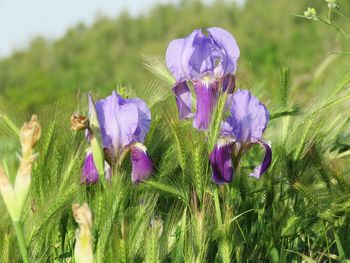 Close-up of purple flowering plants on field