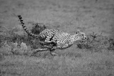 Cheetah on field