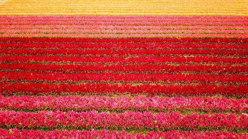 Full frame shot of red flower field