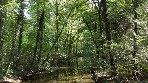 Trees growing in forest