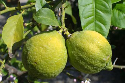 Close-up of fruit growing on tree