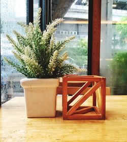 Close-up of potted plant on table