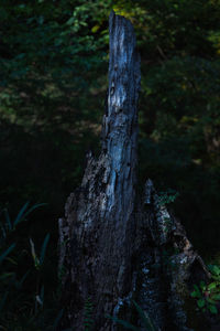 Close-up of tree trunk in forest