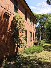 Ivy growing on building