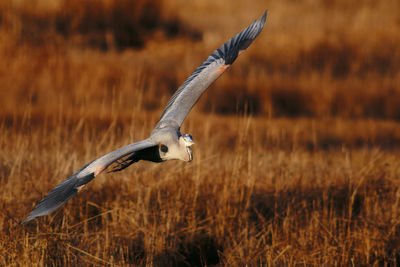 Bird flying in a field