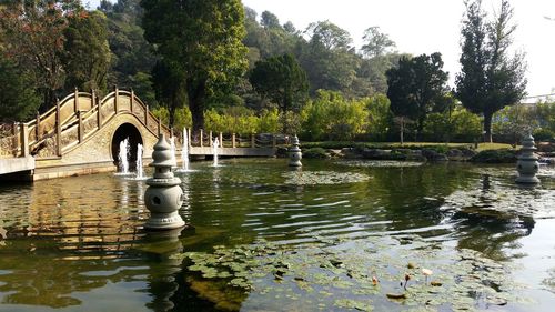 Swan in lake against sky