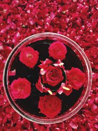High angle view of roses in red rose