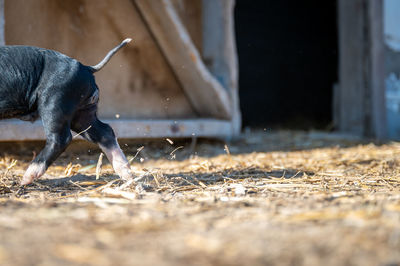 Side view of a dog