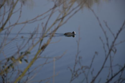 Bird perching on a lake