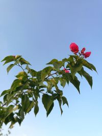 Low angle view of red hibiscus blooming against clear sky