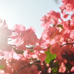 Low angle view of pink flowers against sky