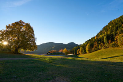 Scenic view of field against clear sky