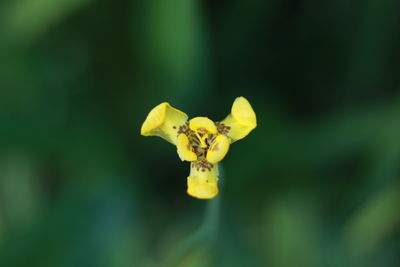 Close-up of yellow flowering plant