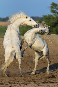 Horses running in a field