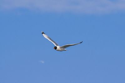 Low angle view of seagull flying in sky