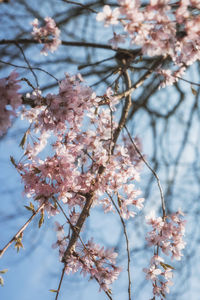 Low angle view of apple blossoms in spring