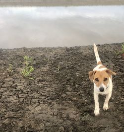 Portrait of dog standing on field