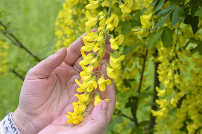 Blooming laburnum. women's hands touch inflorescences of bean tree. concept of caring for nature. 