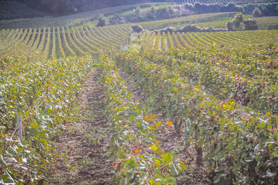 View of vineyard