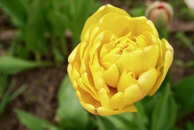 Close-up of yellow rose